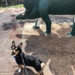 Remy mimicking a dino in Rapid City, SD